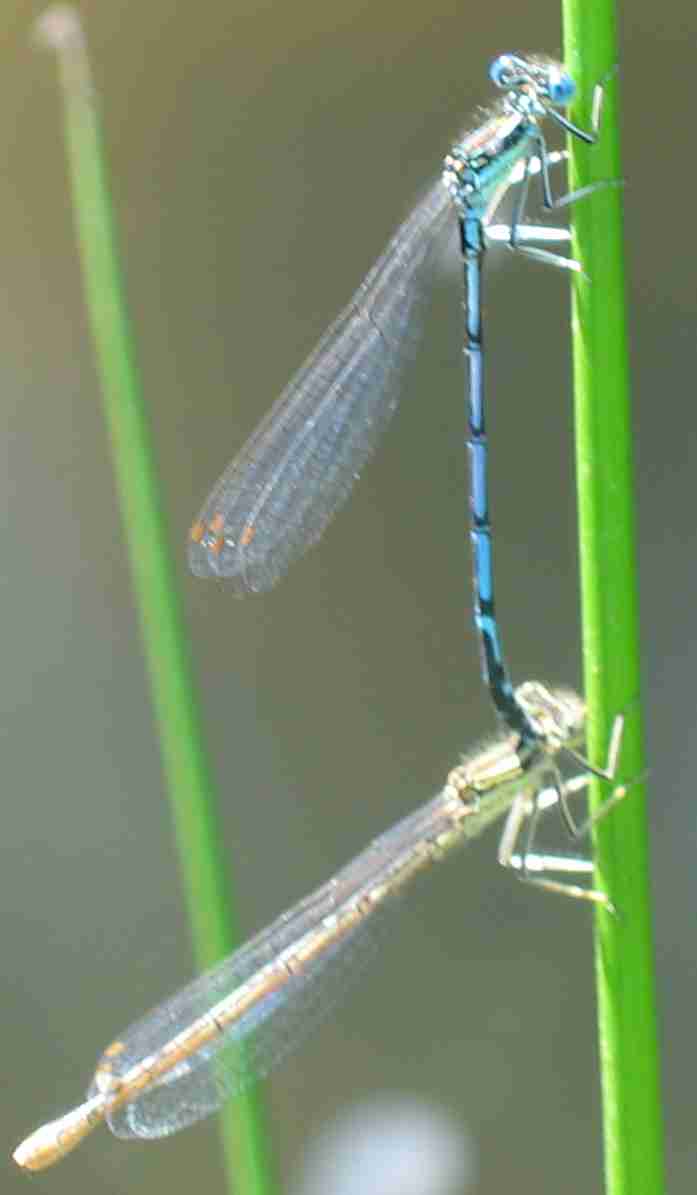 la coppia - Platycnemis pennipes